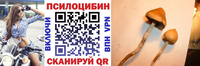 где продают наркотики  Новохопёрск  кракен маркетплейс  Галлюциногенные грибы Psilocybe 
